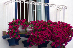 Вьющиеся растения для балкона: выбор и уход (фото)		