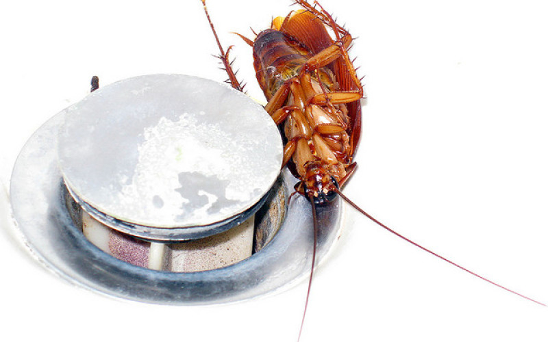 									Как вывести тараканов в квартире народными средствами								