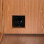 Дверь для кошки : типы проходов для животных