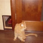 Дверь для кошки : типы проходов для животных