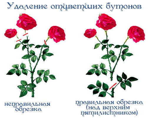 Все о плетистых розах