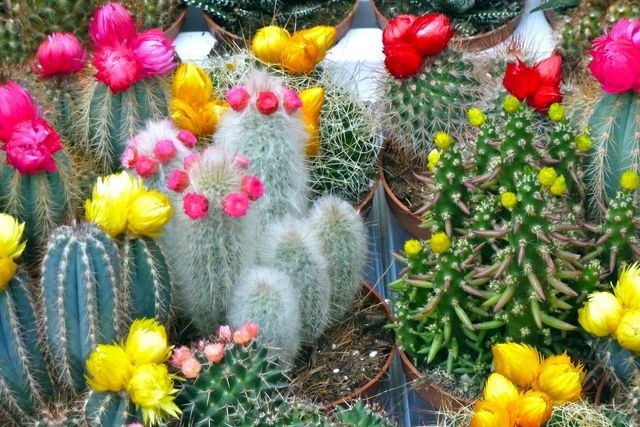 Цветущие и обычные кактусы в интерьере и уход за ними (36 фото)