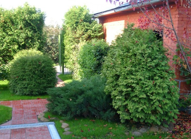 Декоративные кустарники и деревья для дачи и их посадка