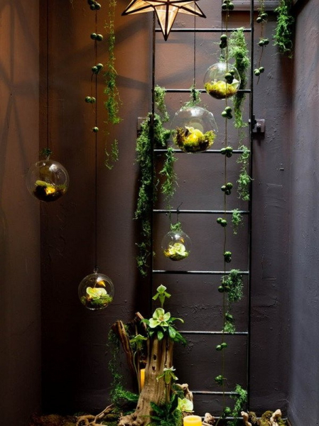 Воздушные растения: что это такое, уход и идеи декора дома (50 фото)