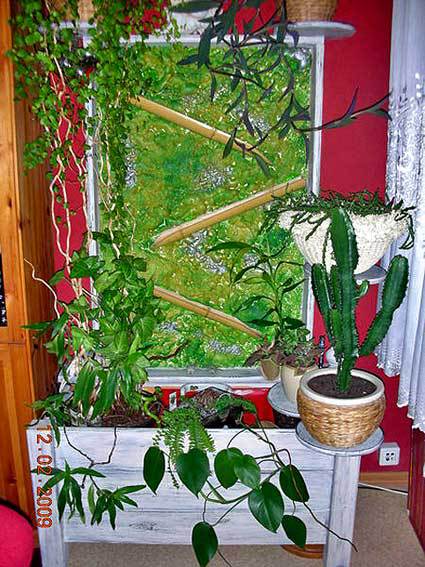 Уголок комнатных растений в квартире 