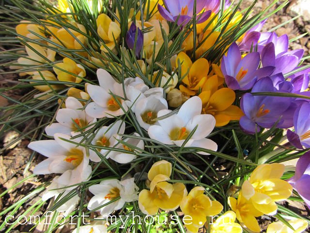 Многолетние цветы из луковиц: фото, названия, особенности ухода