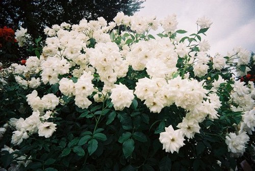 Белый сад: какие белые цветы посадить на даче (85 фото)