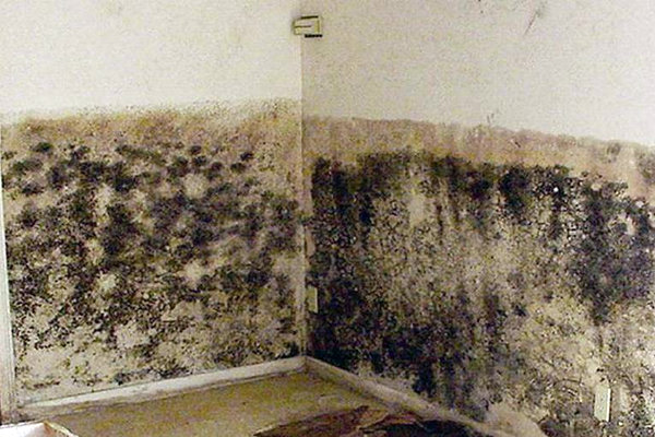 									Как убрать грибок со стен в квартире народными средствами								