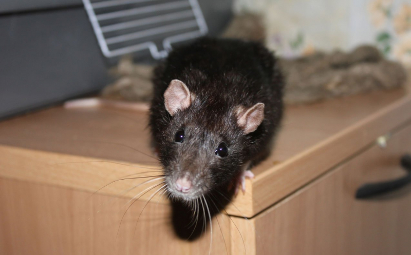 									Как избавиться от крыс в частном доме: народные средства								