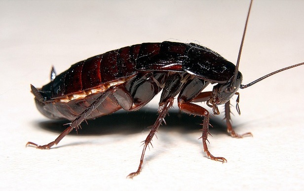 									Как избавиться от черных тараканов								