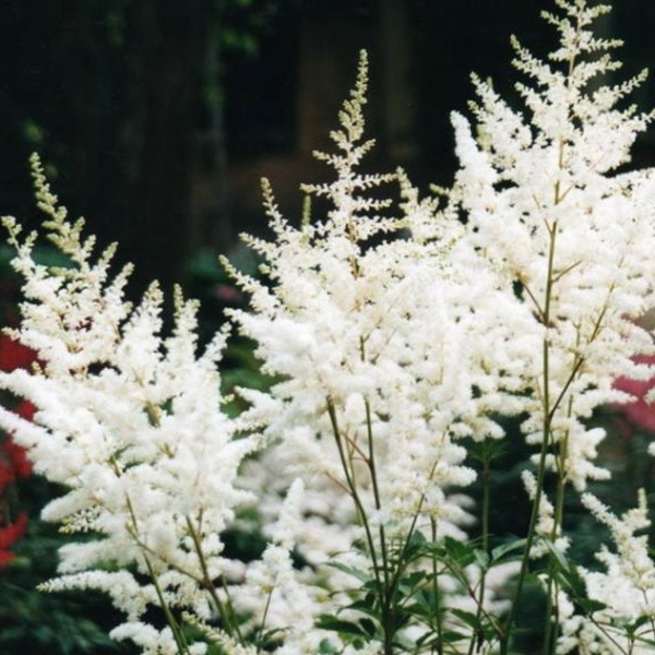 Белый сад: какие белые цветы посадить на даче (85 фото)