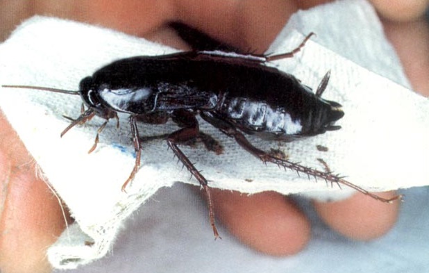 									Как избавиться от черных тараканов								