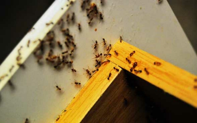 									Мелкие желтые муравьи в квартире: как избавиться								