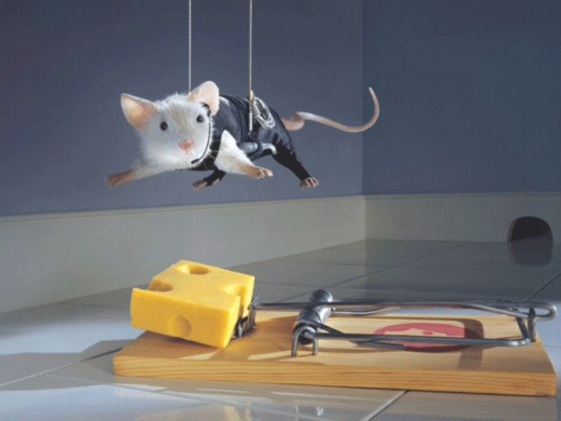 									Как избавиться от мышей в квартире навсегда народными средствами								