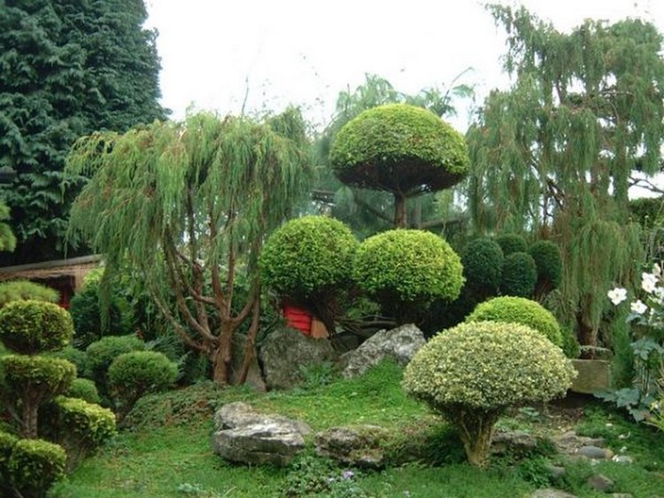 Ниваки и садовый бонсай: кусочек живой Японии в вашем саду (35 фото)