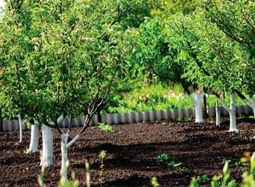 Как правильно сажать плодовые, лиственные и хвойные деревья на дачном участке