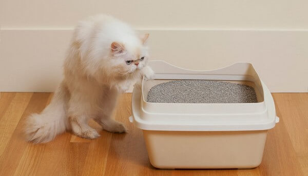 Как избавиться от въевшегося запаха кошачьей мочи на ковре