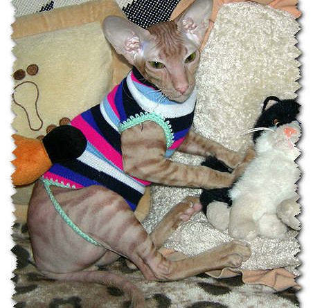 Связать одежду для кошек породы сфинкс