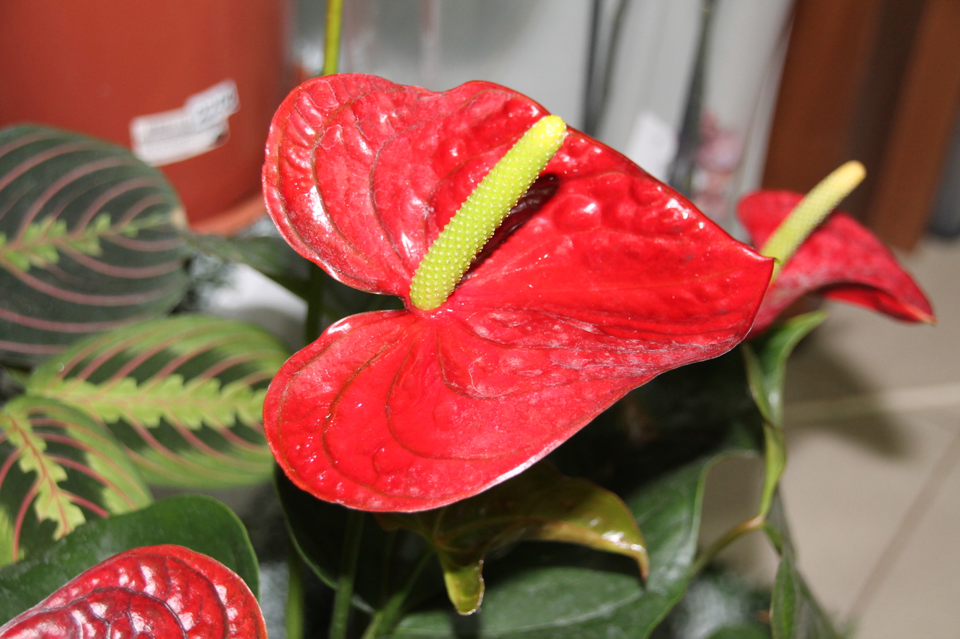 Цветок антуриум красный как ухаживать в домашних условиях фото