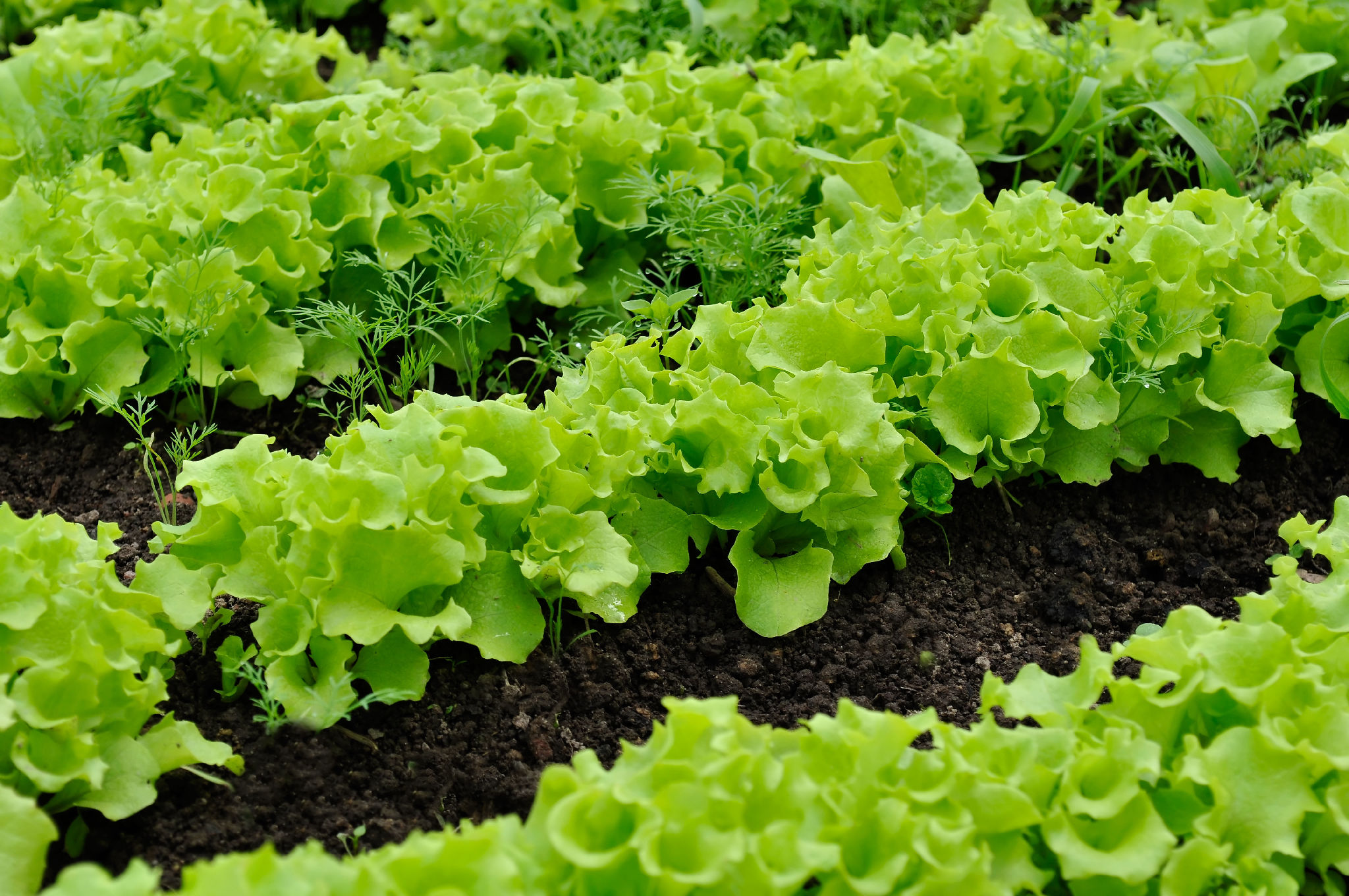 Когда можно сеять салат. Латук огородный. Салат Кучерявец Грибовский. Латук посевной. Зелень латук.
