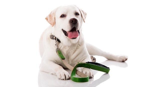 Поводок для собак своими руками из паракорда с фото и видео