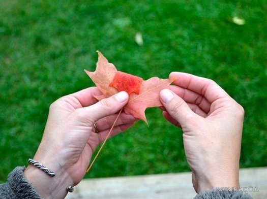 Икебана из листьев своими руками для детей с фото и видео
