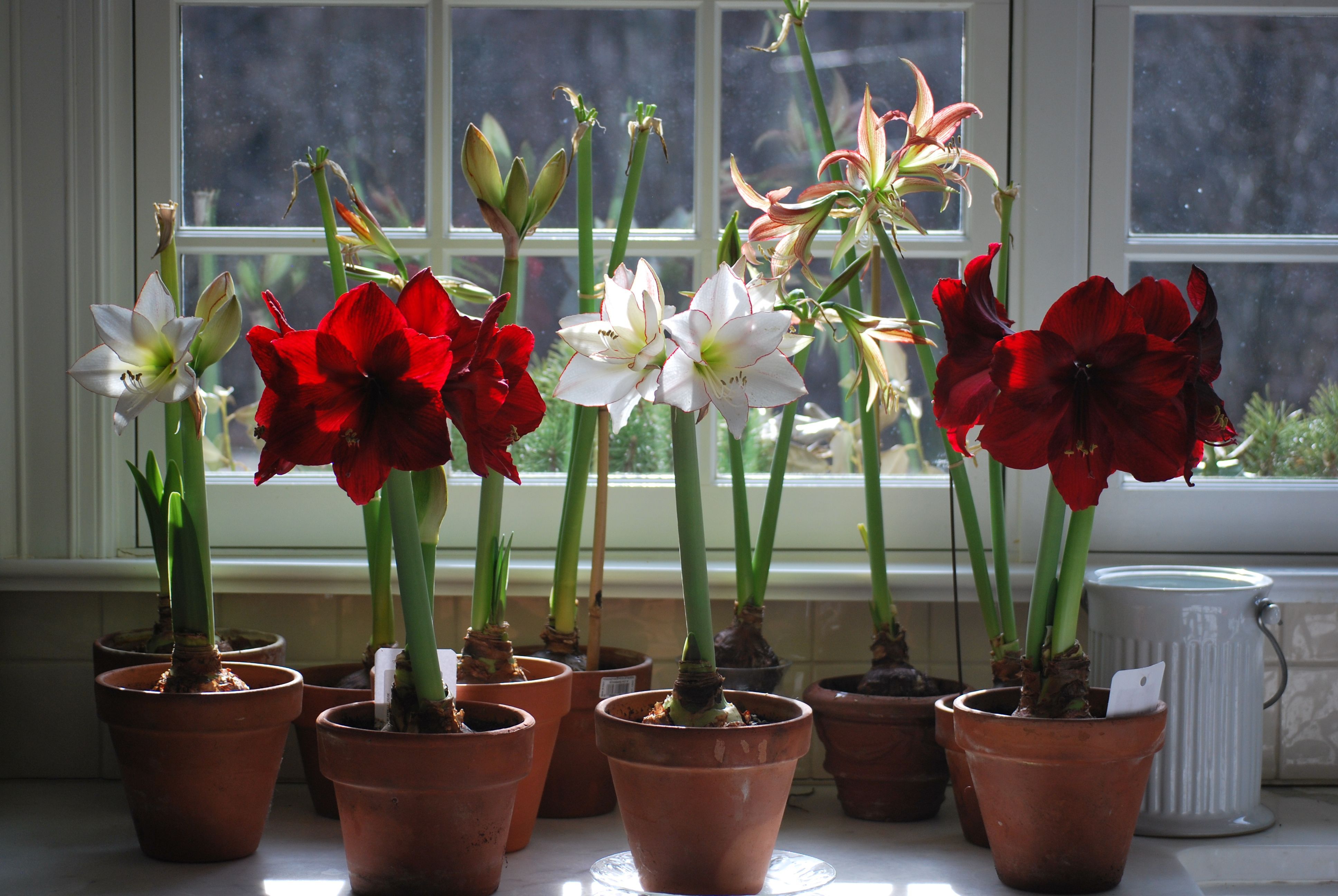 Цветок амариллис как ухаживать в домашних условиях
