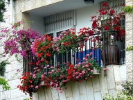 Выращиваем цветы на балконе в ящиках, горшках и кашпо!