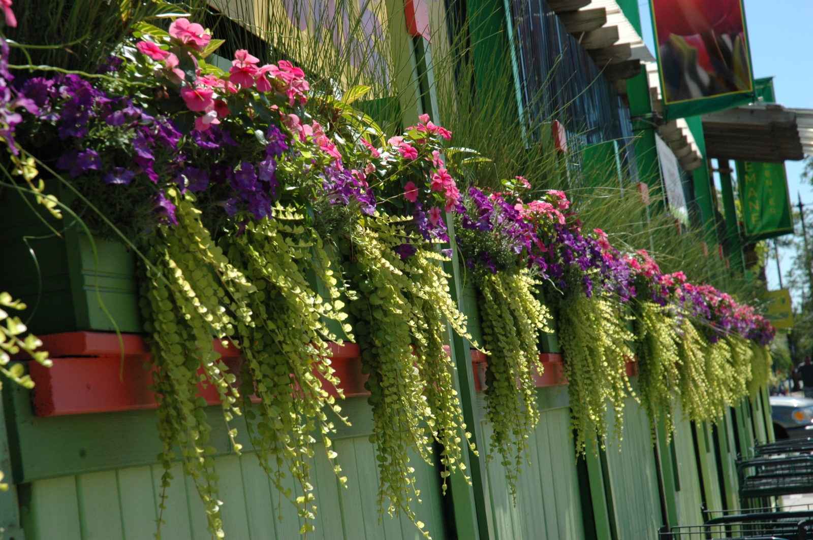 Многолетние цветы на балкон фото и названия
