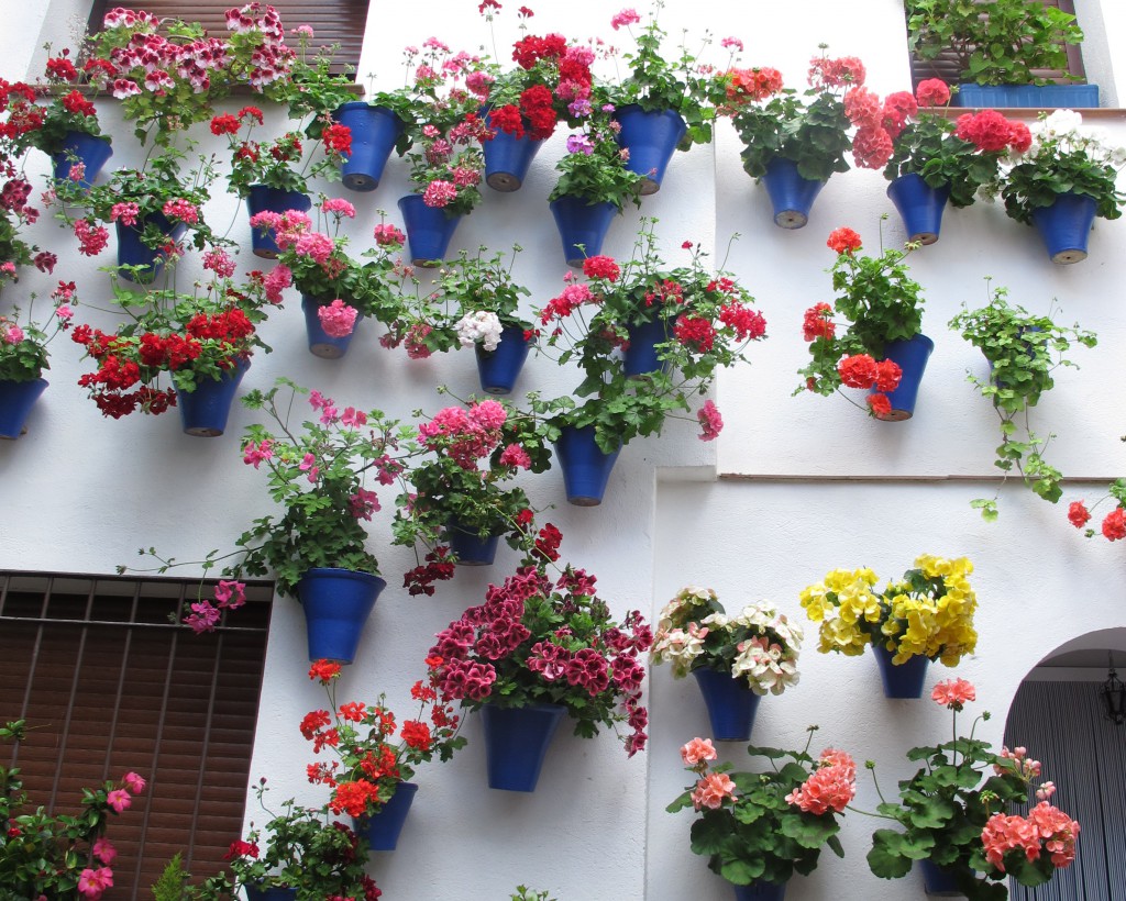 Оформление балкона цветами: нюансы выбора и размещения. Цветы на лоджии: оформление, как разместить растения для балкона